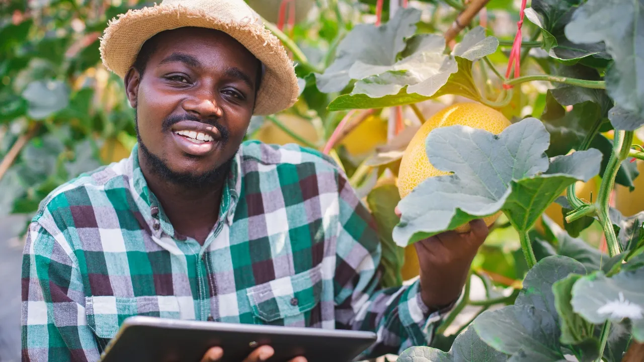 Agricultural expert inspecting crops